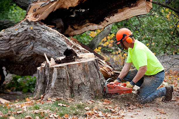 Trusted Citrus City, TX Tree Care  Experts