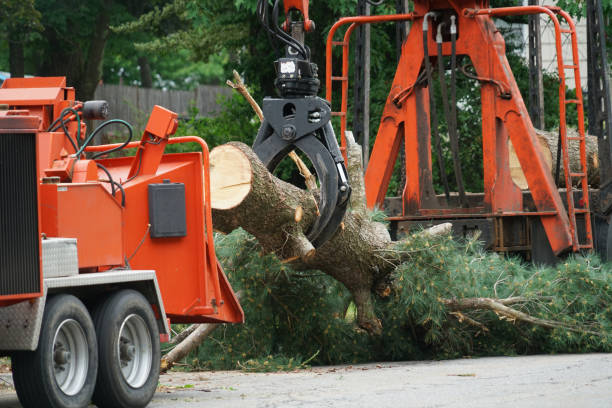 How Our Tree Care Process Works  in  Citrus City, TX